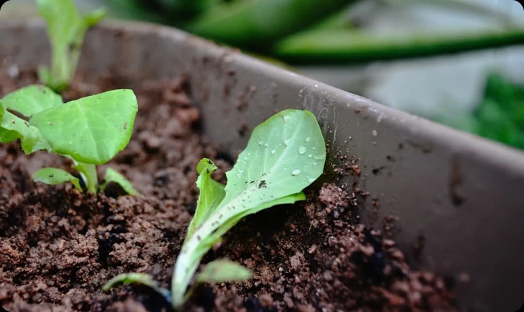 Secrets to Growing Stronger, Greener Leaves