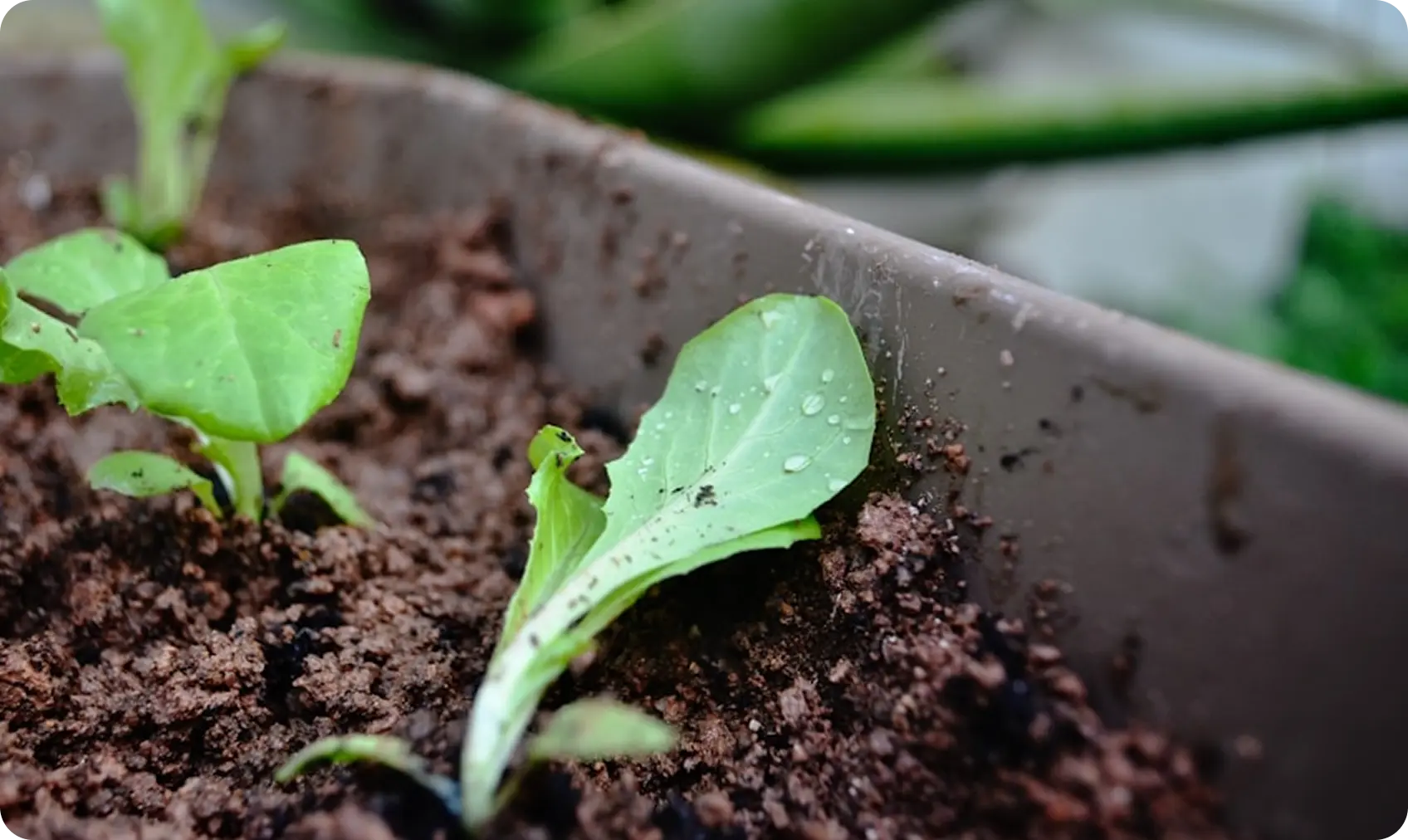 Secrets to Growing Stronger, Greener Leaves